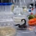 Un alacrán y chile habanero entraron al laboratorio… y esto descubrieron