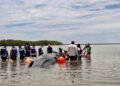 Final feliz en Nayarit: liberan a la ballena varada