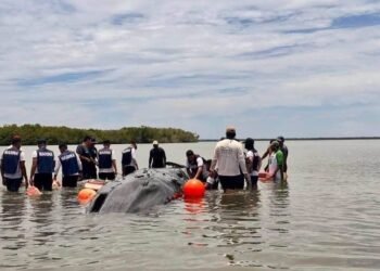 Final feliz en Nayarit: liberan a la ballena varada