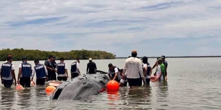 Final feliz en Nayarit: liberan a la ballena varada