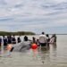 Final feliz en Nayarit: liberan a la ballena varada