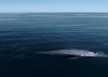Ballenas del Golfo de California respiran: dan revés al Puerto de Loreto