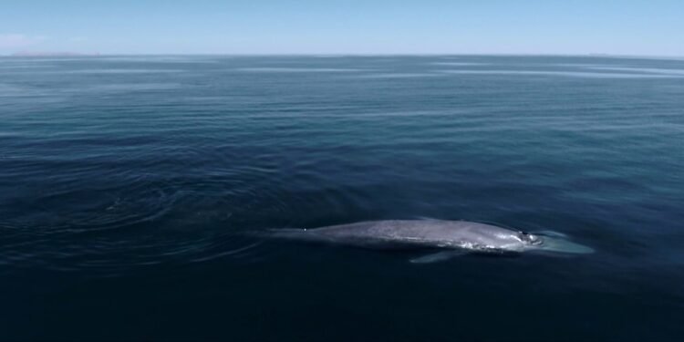 Ballenas del Golfo de California respiran: dan revés al Puerto de Loreto
