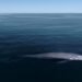 Ballenas del Golfo de California respiran: dan revés al Puerto de Loreto