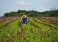 Campeche siembra su nueva era: arranca megaproyecto para rescatar al campo