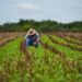 Campeche siembra su nueva era: arranca megaproyecto para rescatar al campo