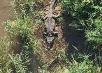 ¡Impactante! Cocodrilo devora a empresario y lo hallan en su estómago