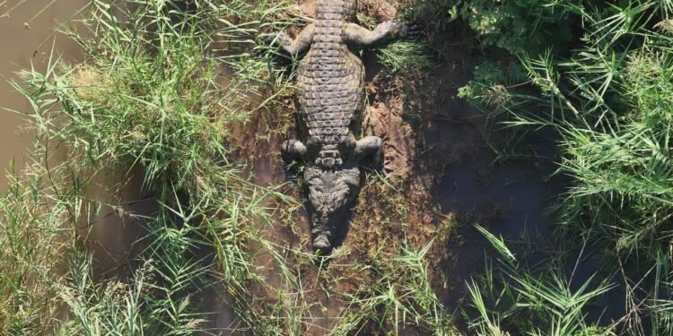 ¡Impactante! Cocodrilo devora a empresario y lo hallan en su estómago