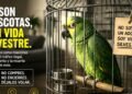 Tu loro mascota pudo morir para llegar a esa jaula: Profepa lanza campaña contra el tráfico de aves