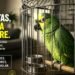 Tu loro mascota pudo morir para llegar a esa jaula: Profepa lanza campaña contra el tráfico de aves