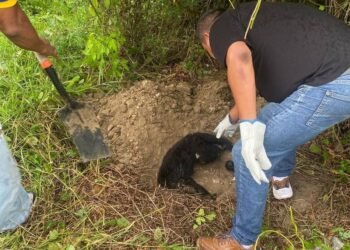 Un mono saraguato murió atropellado; era una especie en peligro