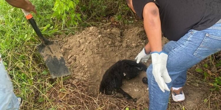 Un mono saraguato murió atropellado; era una especie en peligro