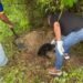 Un mono saraguato murió atropellado; era una especie en peligro