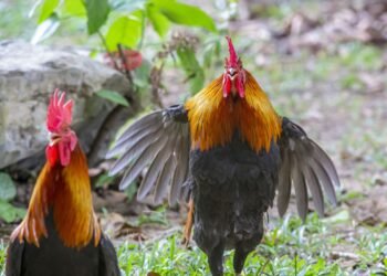 ¿Espectáculo? No. Pelea de gallos ilegal activa investigación en Becal