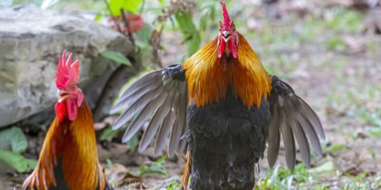 ¿Espectáculo? No. Pelea de gallos ilegal activa investigación en Becal