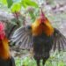 ¿Espectáculo? No. Pelea de gallos ilegal activa investigación en Becal