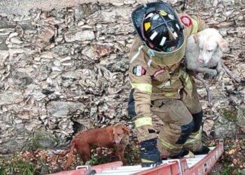 Llegan a rescatar a perrito atrapado después de más de 72 horas. ¡Pero ya no era uno, eran tres! Así fue