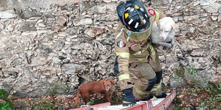 Llegan a rescatar a perrito atrapado después de más de 72 horas. ¡Pero ya no era uno, eran tres! Así fue