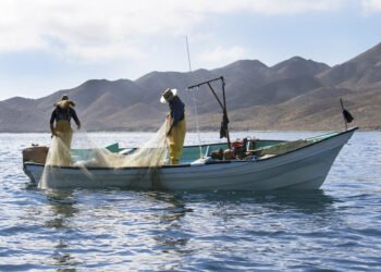 ¿Cuándo te toca? Publican calendario de apoyos para pescadores