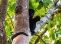 ¿Cómo proteger a Monos araña y saraguatos del calor extremo? Esto debes saber