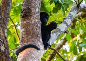 ¿Cómo proteger a Monos araña y saraguatos del calor extremo? Esto debes saber