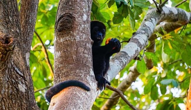 ¿Cómo proteger a Monos araña y saraguatos del calor extremo? Esto debes saber