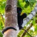 ¿Cómo proteger a Monos araña y saraguatos del calor extremo? Esto debes saber