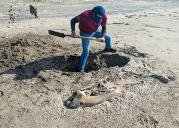 ¿Qué mató a dos delfines en Tabasco? Profepa confirma el hallazgo en sus costas