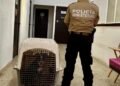 ¿Abandono o negligencia? Caso de lomito lesionado llega a la Fiscalía en Campeche