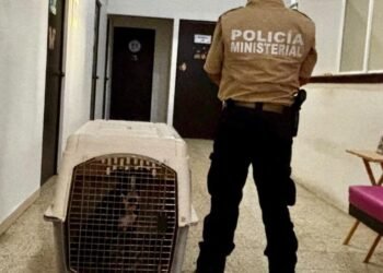 ¿Abandono o negligencia? Caso de lomito lesionado llega a la Fiscalía en Campeche