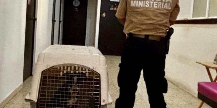 ¿Abandono o negligencia? Caso de lomito lesionado llega a la Fiscalía en Campeche