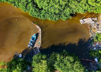 ¿Basura en los manglares? Limpian zona clave de la Laguna de Términos