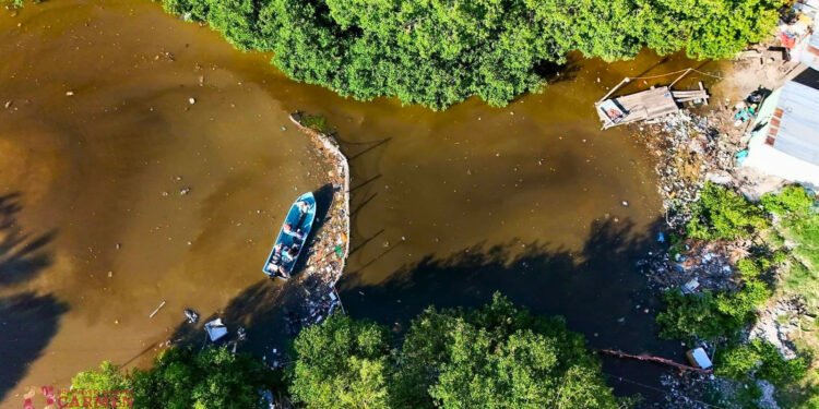 ¿Basura en los manglares? Limpian zona clave de la Laguna de Términos