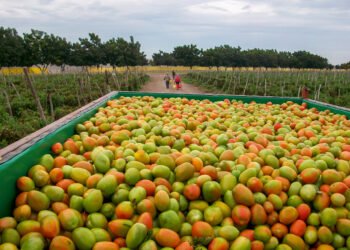 ¿Pagarás menos por el jitomate? Lanzan estrategia para ordenar producción y precios