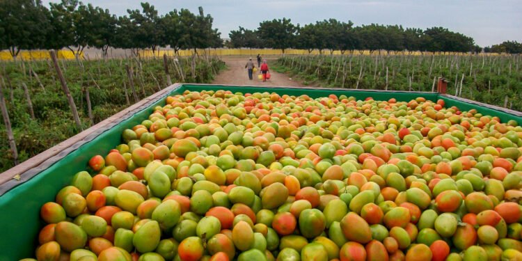 ¿Pagarás menos por el jitomate? Lanzan estrategia para ordenar producción y precios