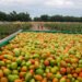 ¿Pagarás menos por el jitomate? Lanzan estrategia para ordenar producción y precios