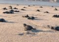 ¡Récord histórico! Más de 34 millones de tortuguitas llegaron al mar en Playa Morro Ayuta