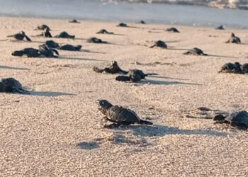 ¡Récord histórico! Más de 34 millones de tortuguitas llegaron al mar en Playa Morro Ayuta