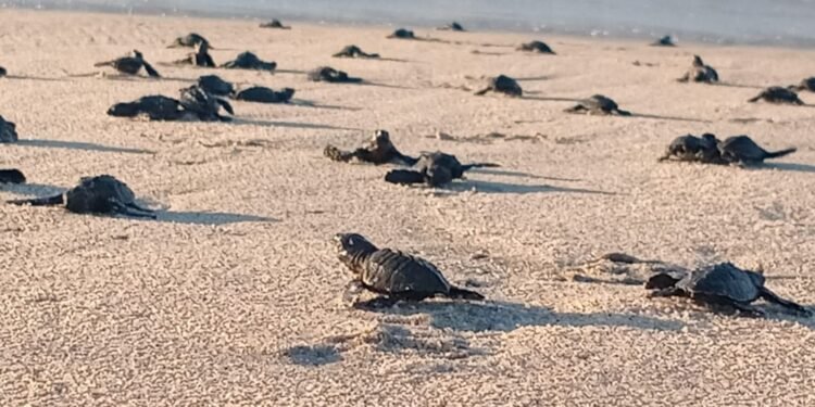 ¡Récord histórico! Más de 34 millones de tortuguitas llegaron al mar en Playa Morro Ayuta