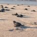 ¡Récord histórico! Más de 34 millones de tortuguitas llegaron al mar en Playa Morro Ayuta