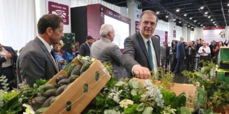 México blinda el “oro verde” michoacano con nuevo reconocimiento de origen