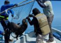 Liberan a 19 lobos marinos del “abrazo mortal” de las redes de pesca. ¿En dónde?