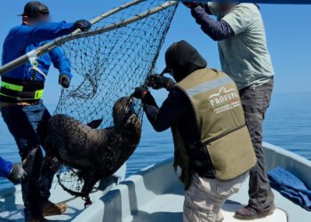 Liberan a 19 lobos marinos del “abrazo mortal” de las redes de pesca. ¿En dónde?