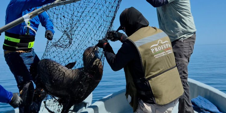 Liberan a 19 lobos marinos del “abrazo mortal” de las redes de pesca. ¿En dónde?