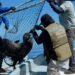 Liberan a 19 lobos marinos del “abrazo mortal” de las redes de pesca. ¿En dónde?