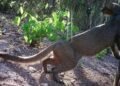 El habitante más escurridizo de la selva quedó grabado en video en Xmabén