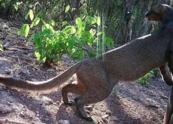 El habitante más escurridizo de la selva quedó grabado en video en Xmabén
