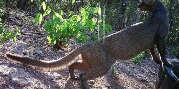 El habitante más escurridizo de la selva quedó grabado en video en Xmabén