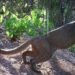 El habitante más escurridizo de la selva quedó grabado en video en Xmabén