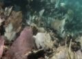 Corales del Caribe mexicano sufren los efectos del calentamiento global